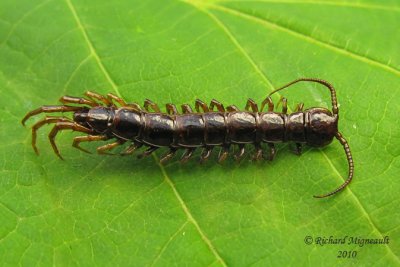 Stone Centipedes - Lithobiomorpha m10