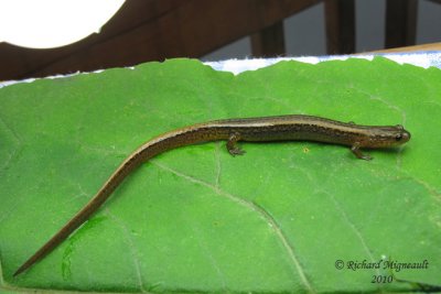 Salamandre   deux lignes - Northern Two-lined Salamander 1m10