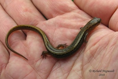 Salamandre   deux lignes - Northern Two-lined Salamander 3m10