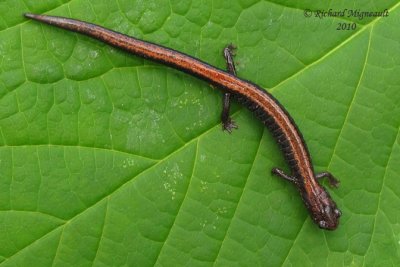 Salamandre cendre - Eastern Red-backed Salamander 1m10