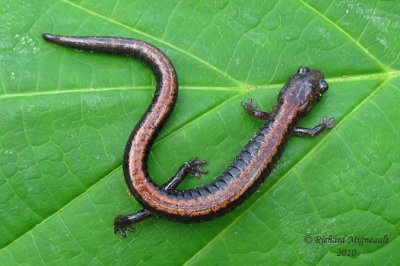 Salamandre cendre - Eastern Red-backed Salamander 2m10