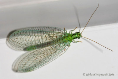 Green Lacewing - Chrysopa chi m8