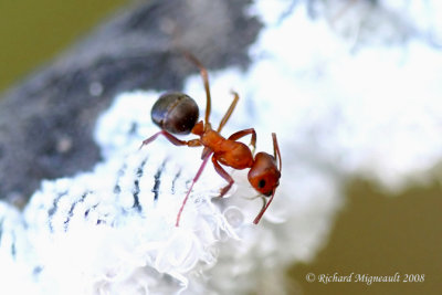 Alleghany Mound Ant - Formica exsectoides with Woolly Alder Aphid m8