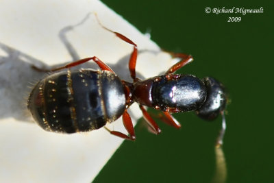 Carpenter Ant - Camponotus sp m9