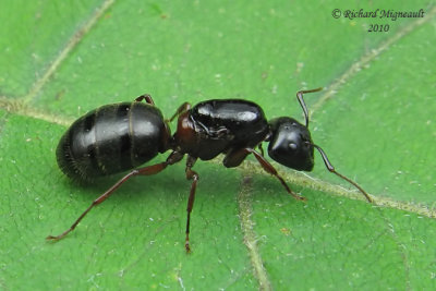 Carpenter Ant - Camponotus sp m10