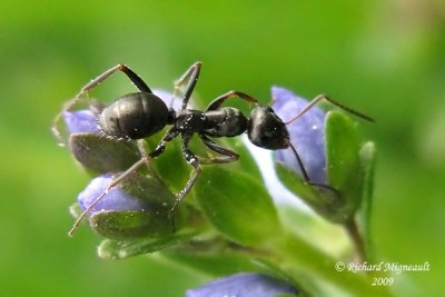 Odorous Ants - Tapinoma m9