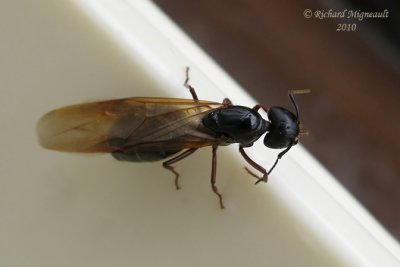Winged Queen Carpenter Ant - Camponotus m10