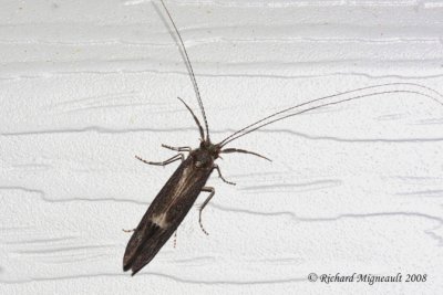 Longhorned Caddisfly - Ceraclea sp 1m8