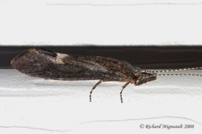Longhorned Caddisfly - Ceraclea sp 2m8