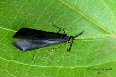 Longhorned Caddisfly - Mystacides sepulchralis m9
