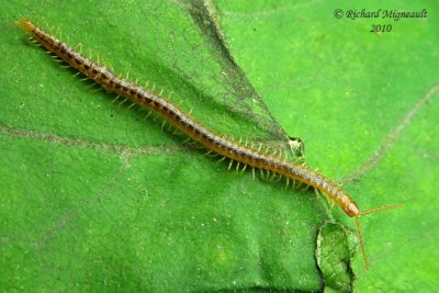 Soil centipede - Geophilomorpha m10