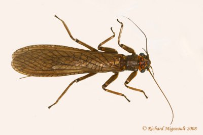 Common Stonefly - Acroneuria sp 2m8