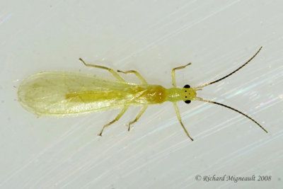Green Stonefly - Genus Alloperla  m8
