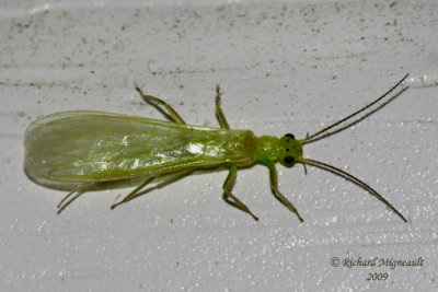 Green Stonefly - Genus Alloperla m9