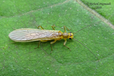 Green-winged Stonefly - Isoperla sp m10