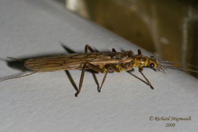Perlodid Stonefly - Genus Skwala m9