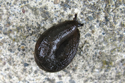 Black slug - Limace noire - Arion ater m8