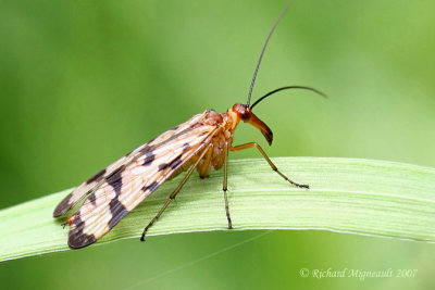 Common Scorpionfly - Panorpa helena m7