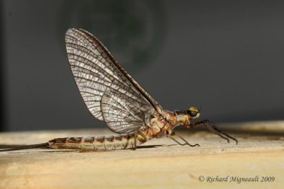 Common Burrower Mayfly - Hexagenia limbata m9
