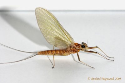 Pronggilled Mayfly -  Paraleptophlebia sp m8