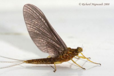 Spiny Crawler Mayfly - Eurylophella prudentalis m7