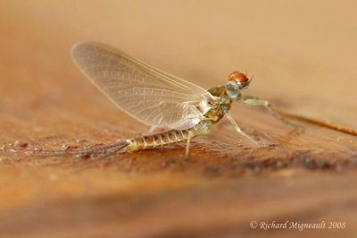 Spiny Crawler Mayfly - Eurylophella prudentalis m8