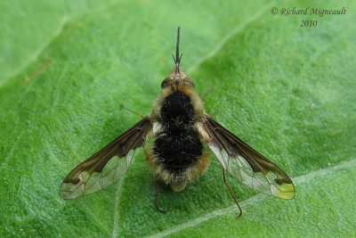 Bee Fly - Bombylius major m10