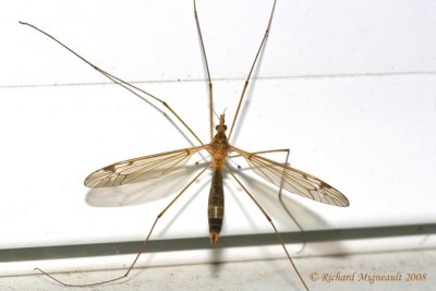Large Crane Fly - Nephrotoma sp 3m8