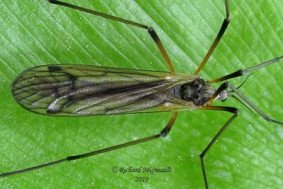 Limoniid Crane Fly - Limnophila rufibasis 1b m10