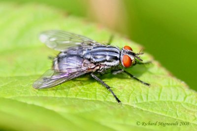 Flesh Flies - Sarcophaginae Sarcophaga m8