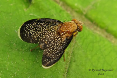 Fruit Fly - Eutreta noveboracensis 1m10