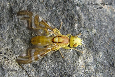 Fruit Fly - Strauzia longipennis 1m10