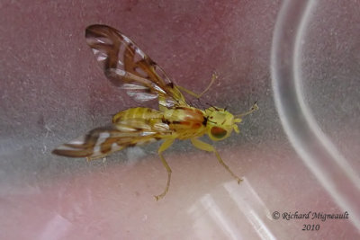Fruit Fly - Strauzia longipennis 2m10
