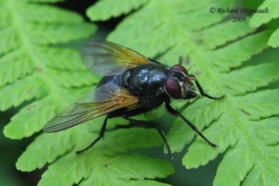 Muscidae Flies