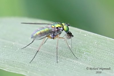Long-legged Fly - Condylostylus - Sipho m7