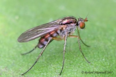 Long-legged Fly - Dolichopus sp m5