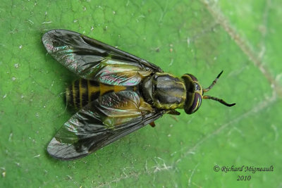 Deer Fly - Chrysops sp m10