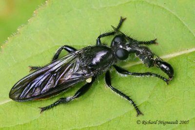 Robber Fly - Laphria canis 2m5