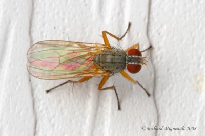 Root-Maggot Flies