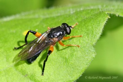 Syrphid Fly - Chalcosyrphus vecors m7