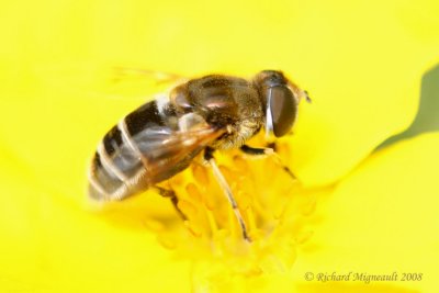 Syrphid Fly - Eristalis sp 1m8