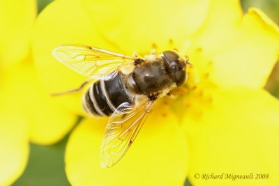 Syrphid Fly - Eristalis sp 2m8