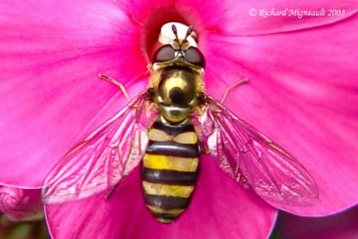 Syrphid Fly - Eupeodes sp m3