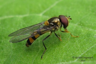 Syrphid Fly - Meliscaeva cinctella m10