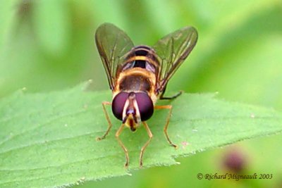 Syrphid Fly - syrphini sp 1m3