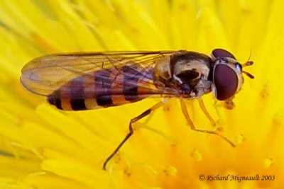 Syrphid Fly - syrphini sp 2m3