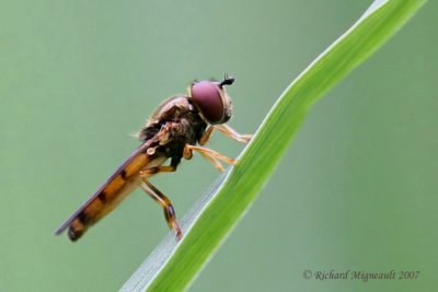Syrphid Fly - syrphini sp 3m7