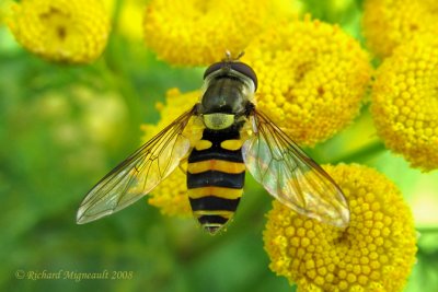 Syrphid Fly - Syrphus torvus m8