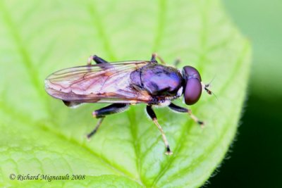 Syrphid Fly - Xylota sp m8