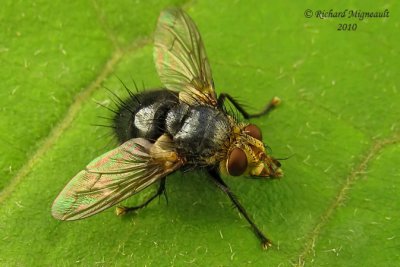 Tachinidae Flies